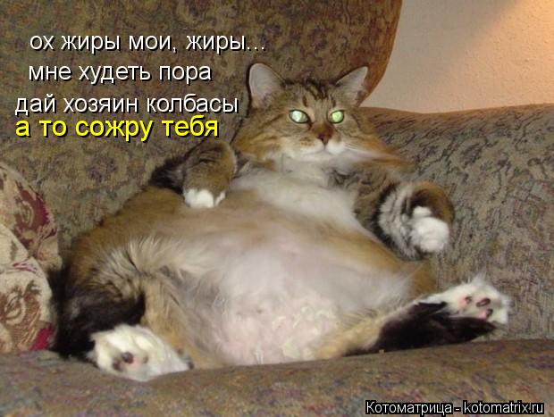 Котоматрица: ох жиры мои, жиры... мне худеть пора дай хозяин колбасы а то сожру тебя