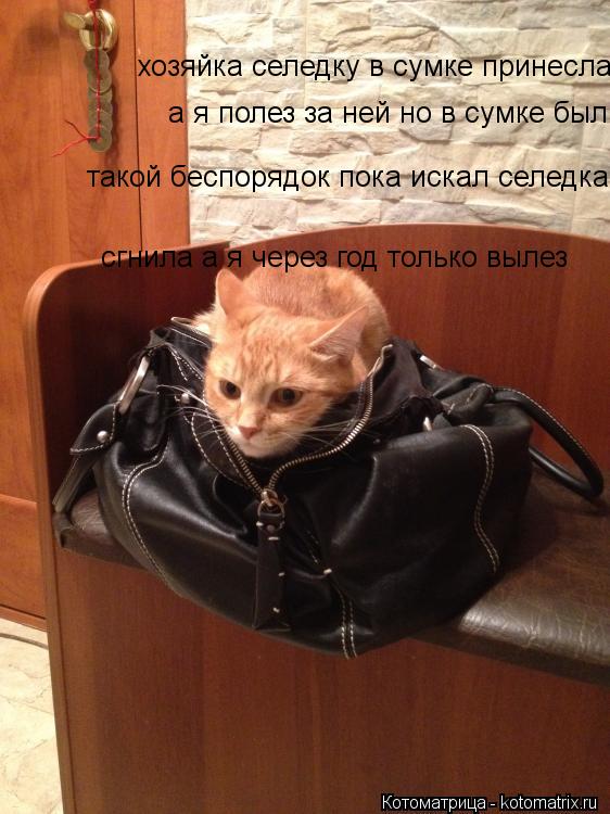 Котоматрица: хозяйка селедку в сумке принесла а я полез за ней но в сумке был такой беспорядок пока искал селедка  сгнила а я через год только вылез