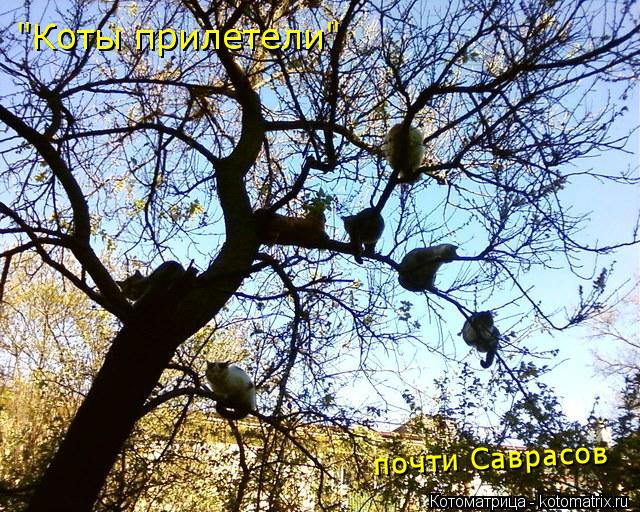 Котоматрица: "Коты прилетели" почти Саврасов
