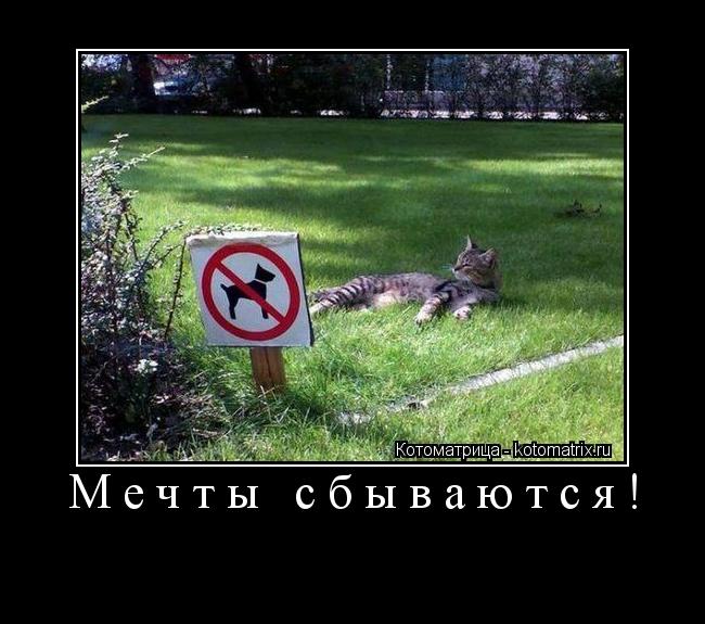 Котоматрица: Мечты сбываются! 