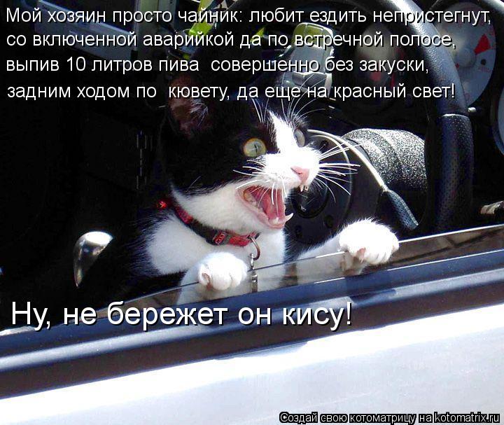 Котоматрица: Мой хозяин просто чайник: любит ездить непристегнут, со включенной аварийкой да по встречной полосе,  выпив 10 литров пива  совершенно без за