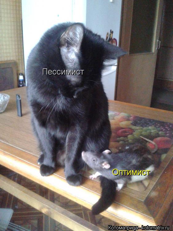 Котоматрица: Пессимист Оптимист