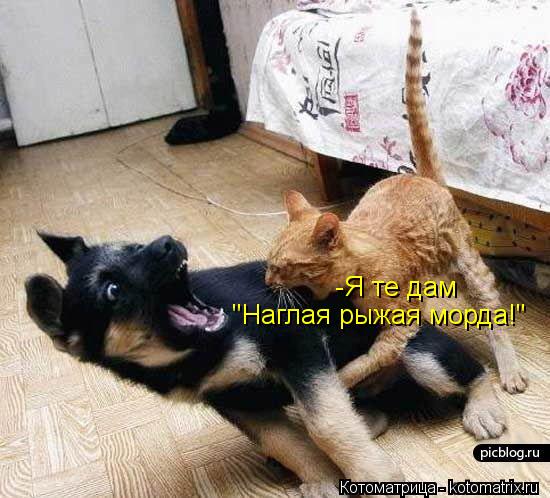 -Я те дам "Наглая рыжая морда!"... Котоматрица: -Я те дам "Наглая рыжая морда!"