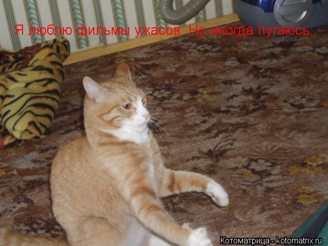 Котоматрица: Я люблю фильмы ужасов. Но иногда пугаюсь..