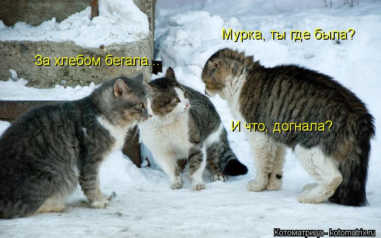 Мурка, ты где была? За хлебом бегала... И что, догнала?... Котоматрица: Мурка, ты где была? За хлебом бегала... И что, догнала?