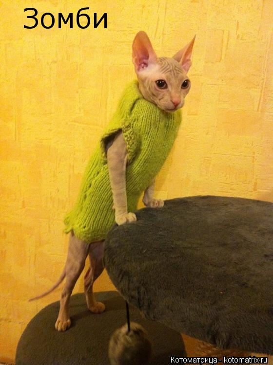 Котоматрица: Зомби