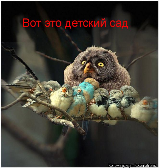 Вот это детский сад... Котоматрица: Вот это детский сад