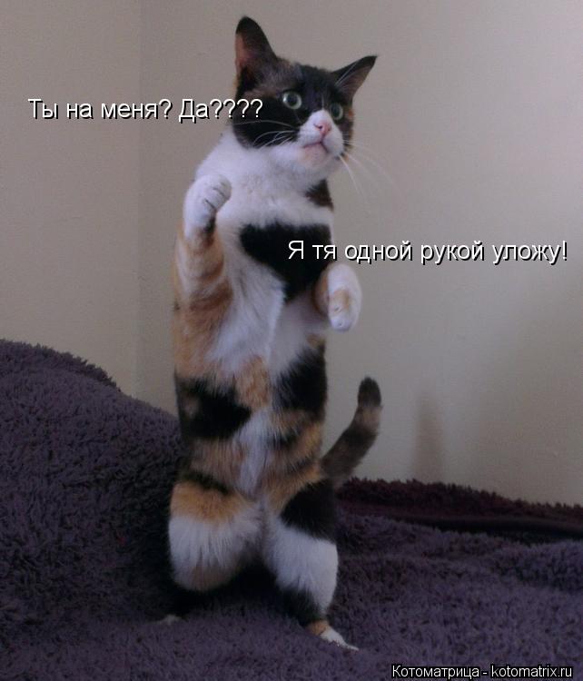 Ты на меня? Да???? Я тя одной рукой уложу!... Котоматрица: Ты на меня? Да???? Я тя одной рукой уложу!