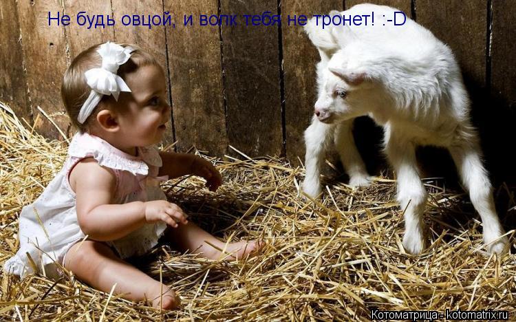 Котоматрица: Не будь овцой, и волк тебя не тронет! :-D