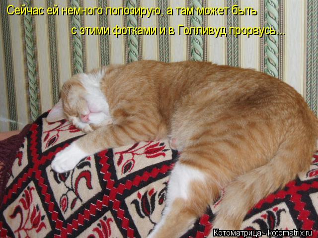 Котоматрица: Сейчас ей немного попозирую, а там может быть с этими фотками и в Голливуд прорвусь...