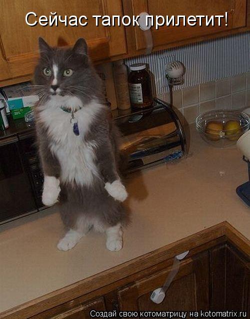 Сейчас тапок прилетит!... Котоматрица: Сейчас тапок прилетит!
