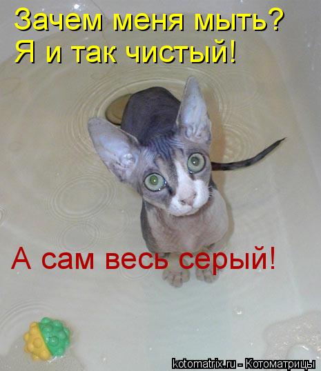 Котоматрица: Зачем меня мыть? Я и так чистый! А сам весь серый!