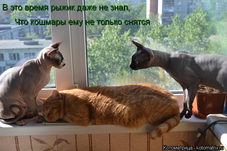 Котоматрица: В это время рыжик даже не знал,  Что кошмары ему не только снятся