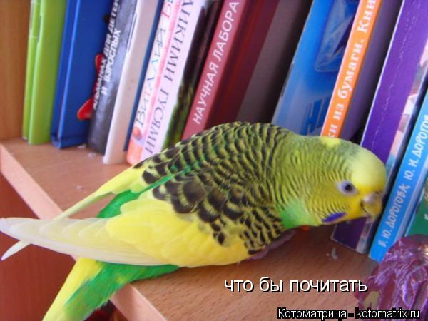 Котоматрица: что бы почитать