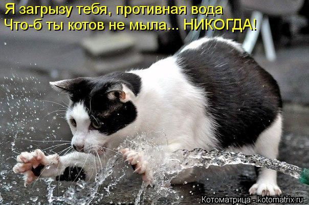 Котоматрица: Я загрызу тебя, противная вода  Что-б ты котов не мыла... НИКОГДА!