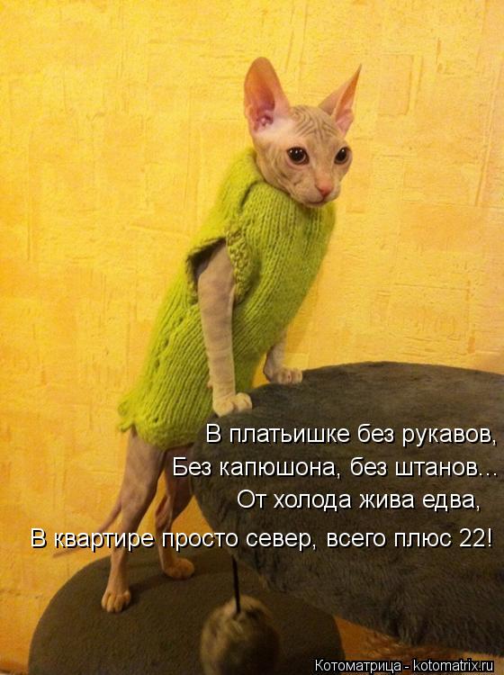 В платьишке без рукавов, Без капюшона, без штанов... От холода жива едва, В квартире просто север, ... Котоматрица: В платьишке без рукавов, Без капюшона, без штанов... От холода жива едва, В квартире просто север, всего плюс 22!