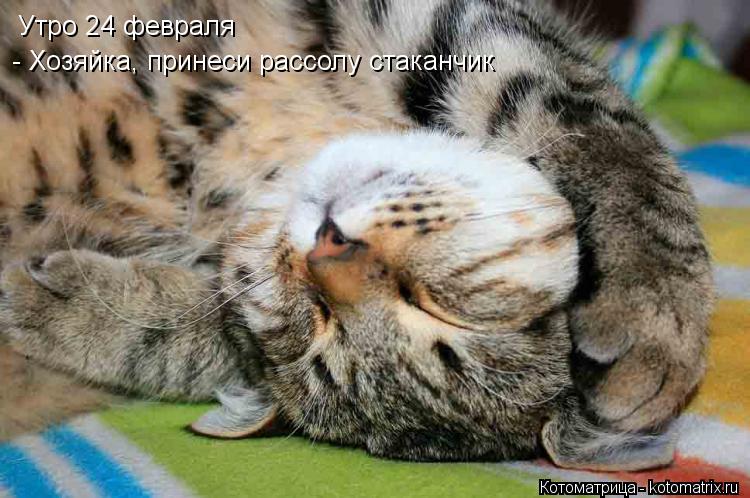 Утро 24 февраля - Хозяйка, принеси рассолу стаканчик... Котоматрица: Утро 24 февраля - Хозяйка, принеси рассолу стаканчик