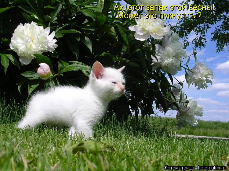Ах, этот запах этой весны! Может это пукнул ты?... Котоматрица: Ах, этот запах этой весны! Может это пукнул ты?