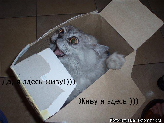 Да, я здесь живу!))) Живу я здесь!)))... Котоматрица: Да, я здесь живу!))) Живу я здесь!)))