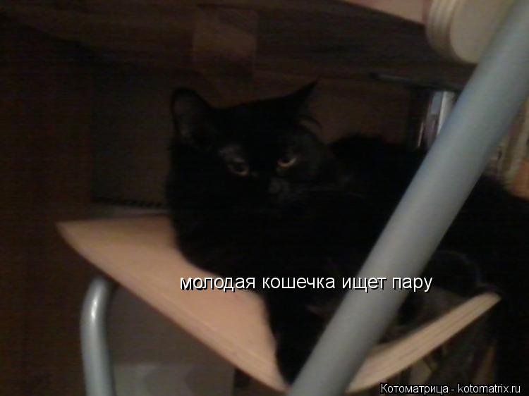 мо молодая кошечка ищет пару... Котоматрица: мо молодая кошечка ищет пару