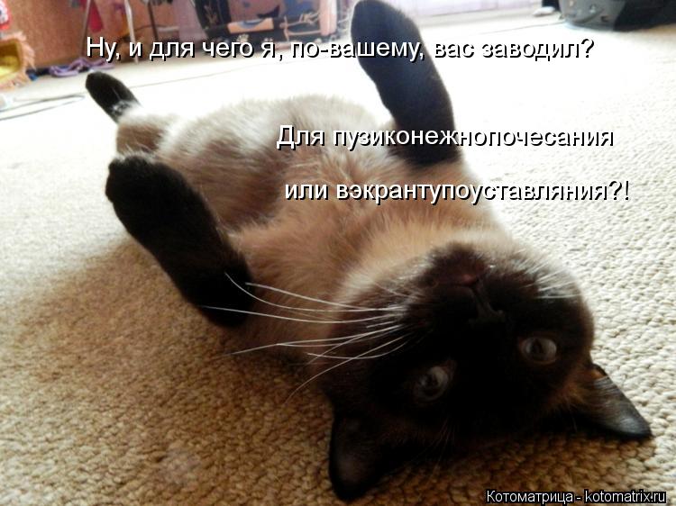Котоматрица: или вэкрантупоуставляния?! Ну, и для чего я, по-вашему, вас заводил? Для пузиконежнопочесания