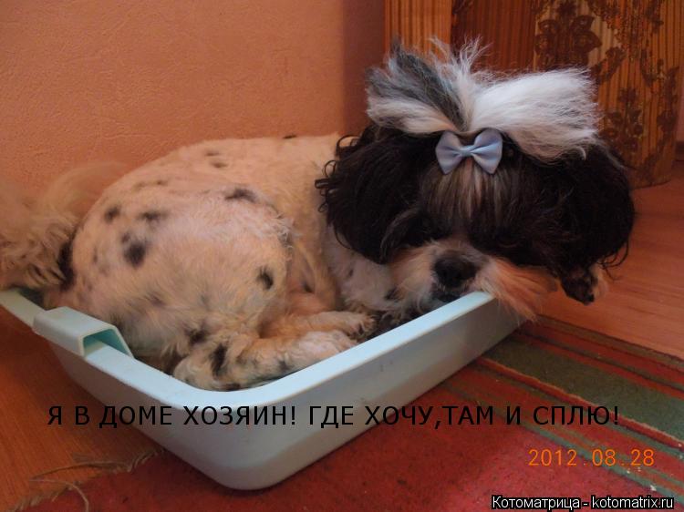 Котоматрица: Я В ДОМЕ ХОЗЯИН! ГДЕ ХОЧУ,ТАМ И СПЛЮ!
