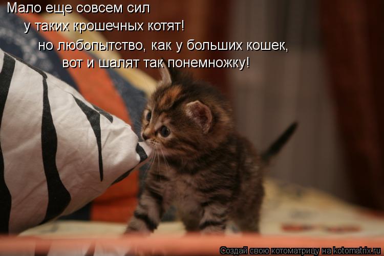 Котоматрица: вот и шалят так понемножку! но любопытство, как у больших кошек, у таких крошечных котят! Мало еще совсем сил