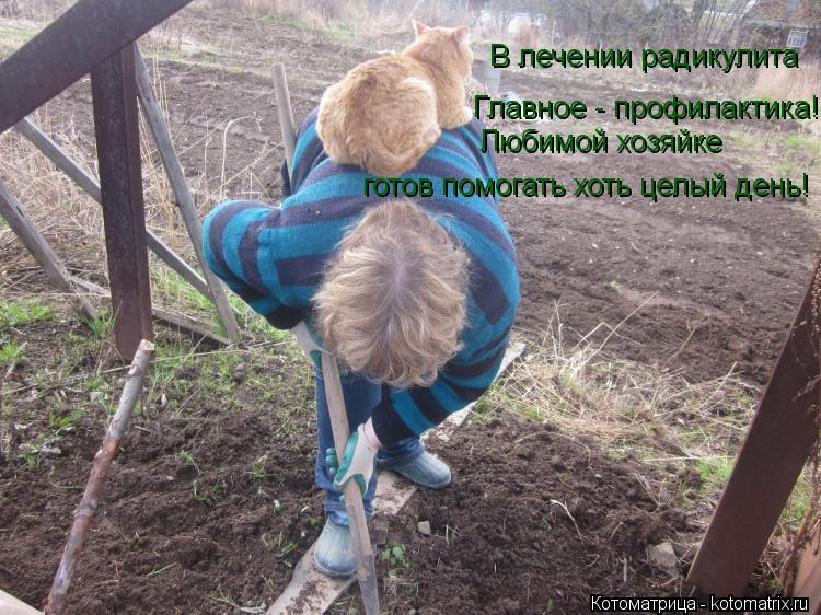 В лечении радикулита Главное - профилактика! Любимой хозяйке готов помогать хоть целый день!... Котоматрица: В лечении радикулита Главное - профилактика! Любимой хозяйке готов помогать хоть целый день!