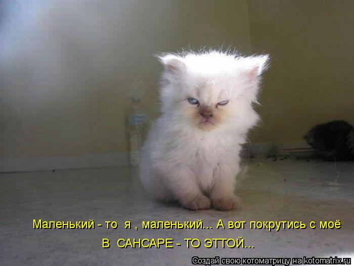 Маленький - то я , маленький... А вот покрутись с моё В САНСАРЕ - ТО ЭТТОЙ...... Котоматрица: Маленький - то я , маленький... А вот покрутись с моё В САНСАРЕ - ТО ЭТТОЙ...