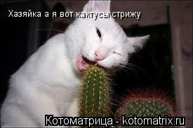 Хазяйка а я вот кактусы стрижу... Котоматрица: Хазяйка а я вот кактусы стрижу