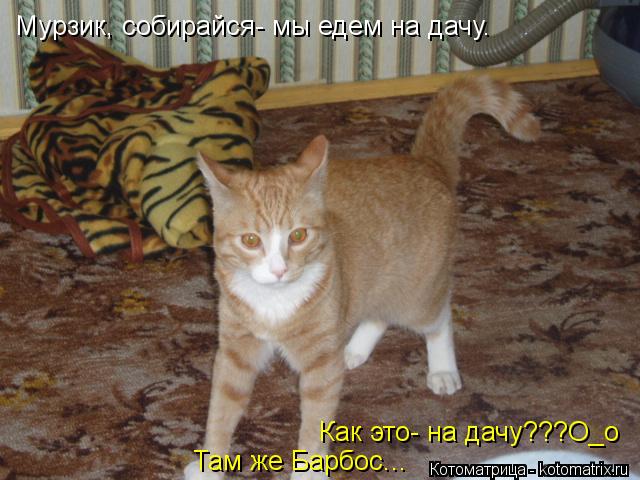 Котоматрица: Как это- на дачу???О_о Мурзик, собирайся- мы едем на дачу. Там же Барбос...