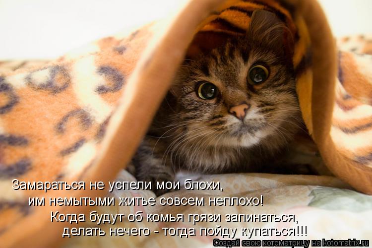Котоматрица: Замараться не успели мои блохи, им немытыми житье совсем неплохо! Когда будут об комья грязи запинаться, делать нечего - тогда пойду купатьс