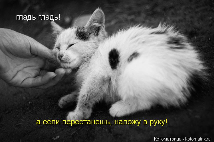 Котоматрица: гладь!гладь! а если перестанешь, наложу в руку!