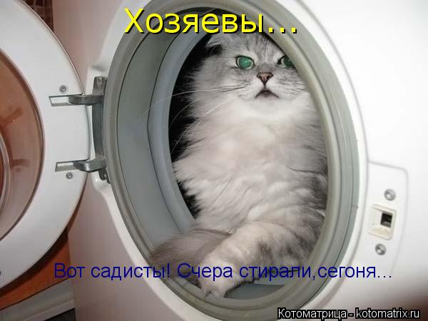 Вот садисты! Счера стирали,сегоня... Хозяевы...... Котоматрица: Вот садисты! Счера стирали,сегоня... Хозяевы...
