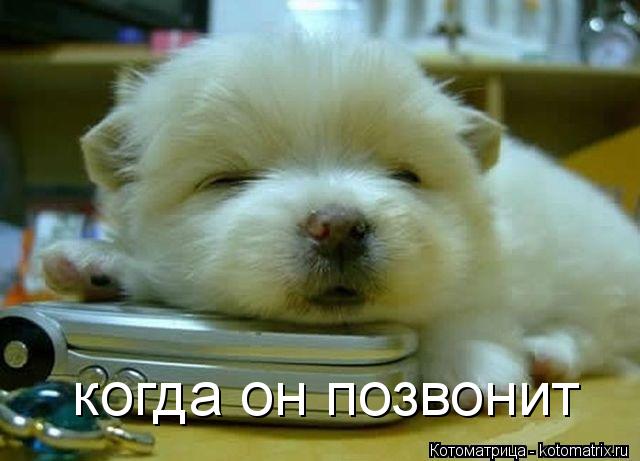 когда он позвонит... Котоматрица: когда он позвонит