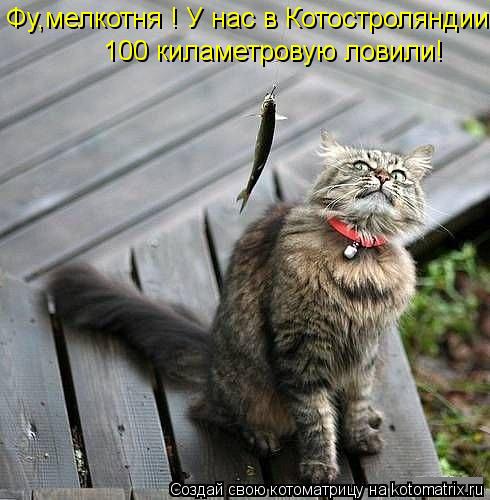 Фу,мелкотня ! У нас в Котостроляндии 100 киламетровую ловили! 100 киламетровую ловили!... Котоматрица: Фу,мелкотня ! У нас в Котостроляндии 100 киламетровую ловили! 100 киламетровую ловили!