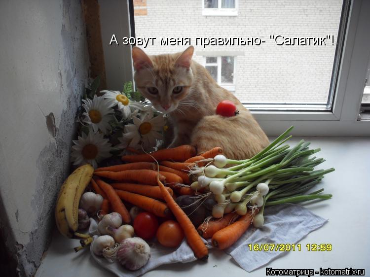 А зовут меня правильно- "Салатик"!... Котоматрица: А зовут меня правильно- "Салатик"!