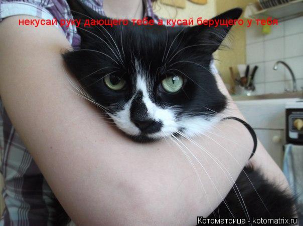 некусай руку дающего тебе а кусай берущего у тебя... Котоматрица: некусай руку дающего тебе а кусай берущего у тебя