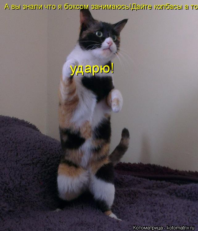 А вы знали что я боксом занимаюсь!Дайте колбасы а то ударю! ударю!... Котоматрица: А вы знали что я боксом занимаюсь!Дайте колбасы а то ударю! ударю!