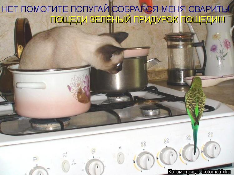НЕТ ПОМОГИТЕ ПОПУГАЙ СОБРАЛСЯ МЕНЯ СВАРИТЬ! ПОЩЕДИ ЗЕЛЁНЫЙ ПРИДУРОК ПОЩЕДИ!!!... Котоматрица: НЕТ ПОМОГИТЕ ПОПУГАЙ СОБРАЛСЯ МЕНЯ СВАРИТЬ! ПОЩЕДИ ЗЕЛЁНЫЙ ПРИДУРОК ПОЩЕДИ!!!