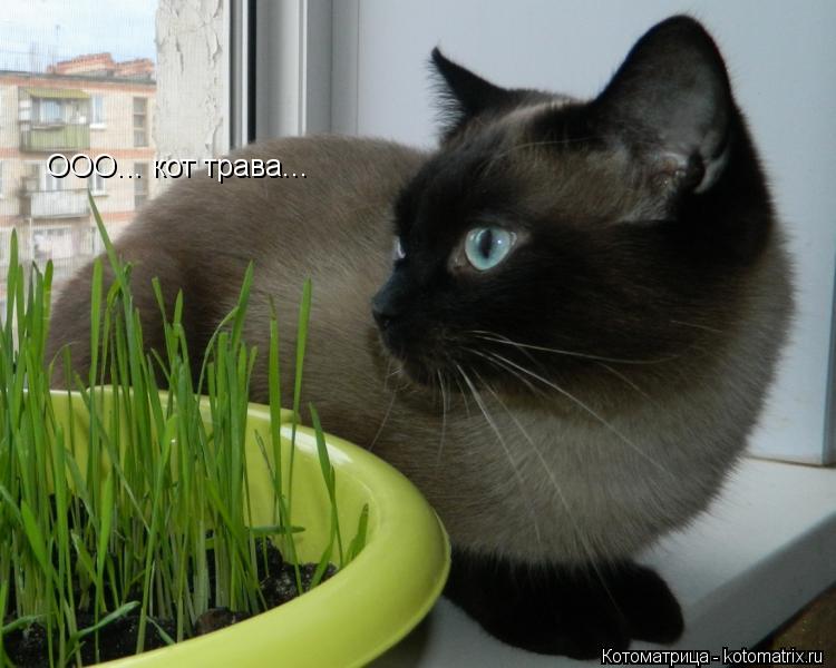 OOO... кот трава...... Котоматрица: OOO... кот трава...