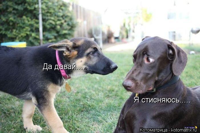 Котоматрица: Да давай..... Я стисняюсь.....