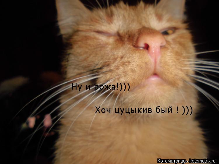 Ну и рожа!))) Хоч цуцыкив бый ! )))... Котоматрица: Ну и рожа!))) Хоч цуцыкив бый ! )))