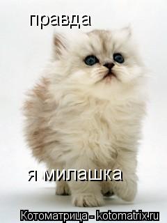 я милашка правда... Котоматрица: я милашка правда