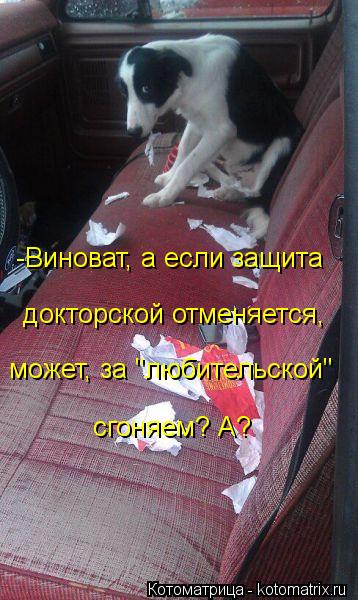 Котоматрица: -Виноват, а если защита  докторской отменяется, может, за "любительской" сгоняем? А?