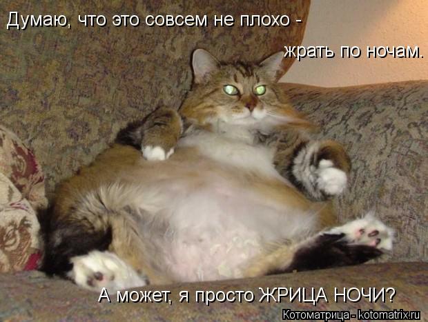 Думаю, что это совсем не плохо - жрать по ночам. А может, я просто ЖРИЦА НОЧИ?... Котоматрица: Думаю, что это совсем не плохо - жрать по ночам. А может, я просто ЖРИЦА НОЧИ?