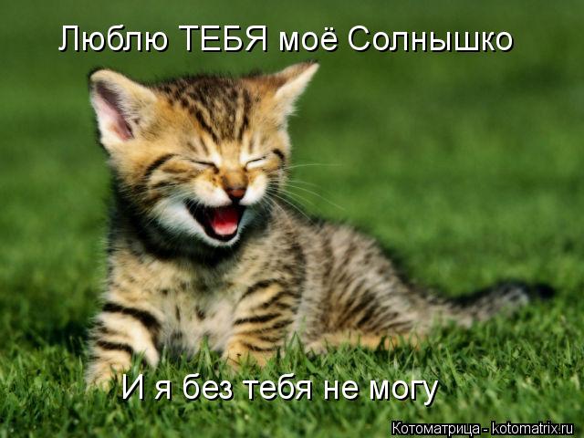Котоматрица: Люблю ТЕБЯ моё Солнышко И я без тебя не могу