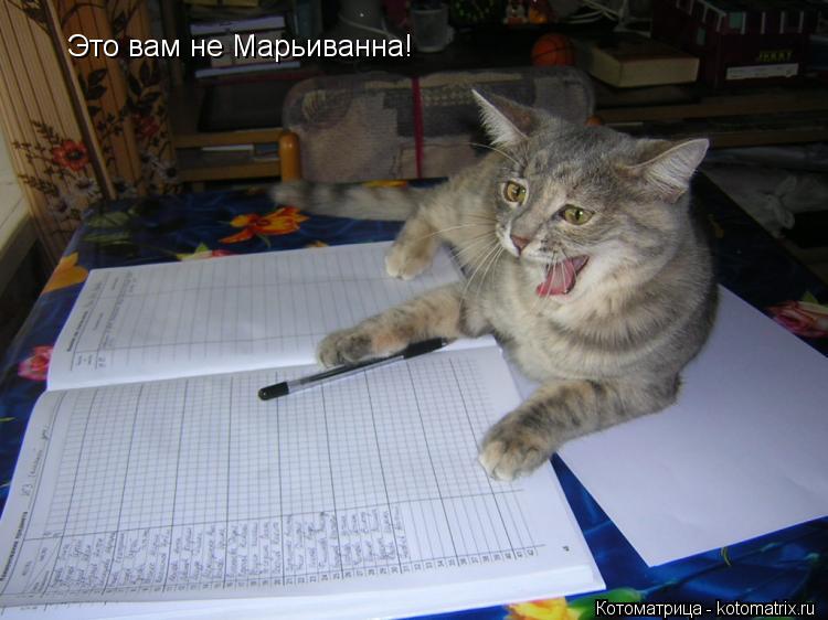 Котоматрица: Это вам не Марьиванна!