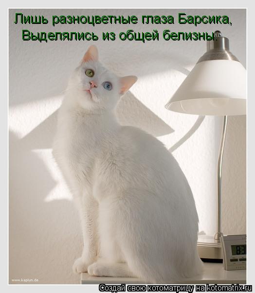 Котоматрица: Лишь разноцветные глаза Барсика, Выделялись из общей белизны.