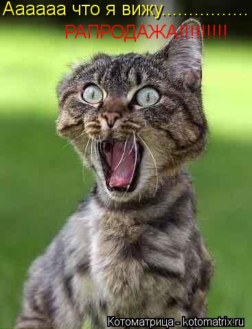Котоматрица: Аааааа что я вижу................ РАПРОДАЖА!!!!!!!!!